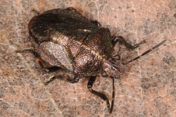 Rhacognathus punctatus - Heather Shieldbug